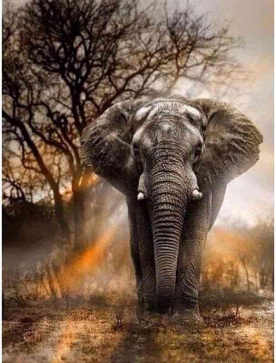 Foto: Diamond painting olifant tijdens zonsondergang geproduceerd in nederland 20 x 30 cm dibond materiaal vierkante steentjes binnen 2 3 werkdagen in huis