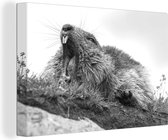 Canvas Schilderij Gapende marmot - zwart wit - 90x60 cm - Wanddecoratie