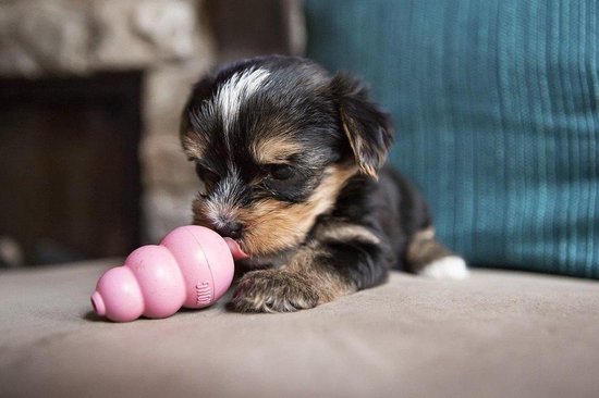Puppy kong - small - hondenspeeltje - honden - speelgoed - pup