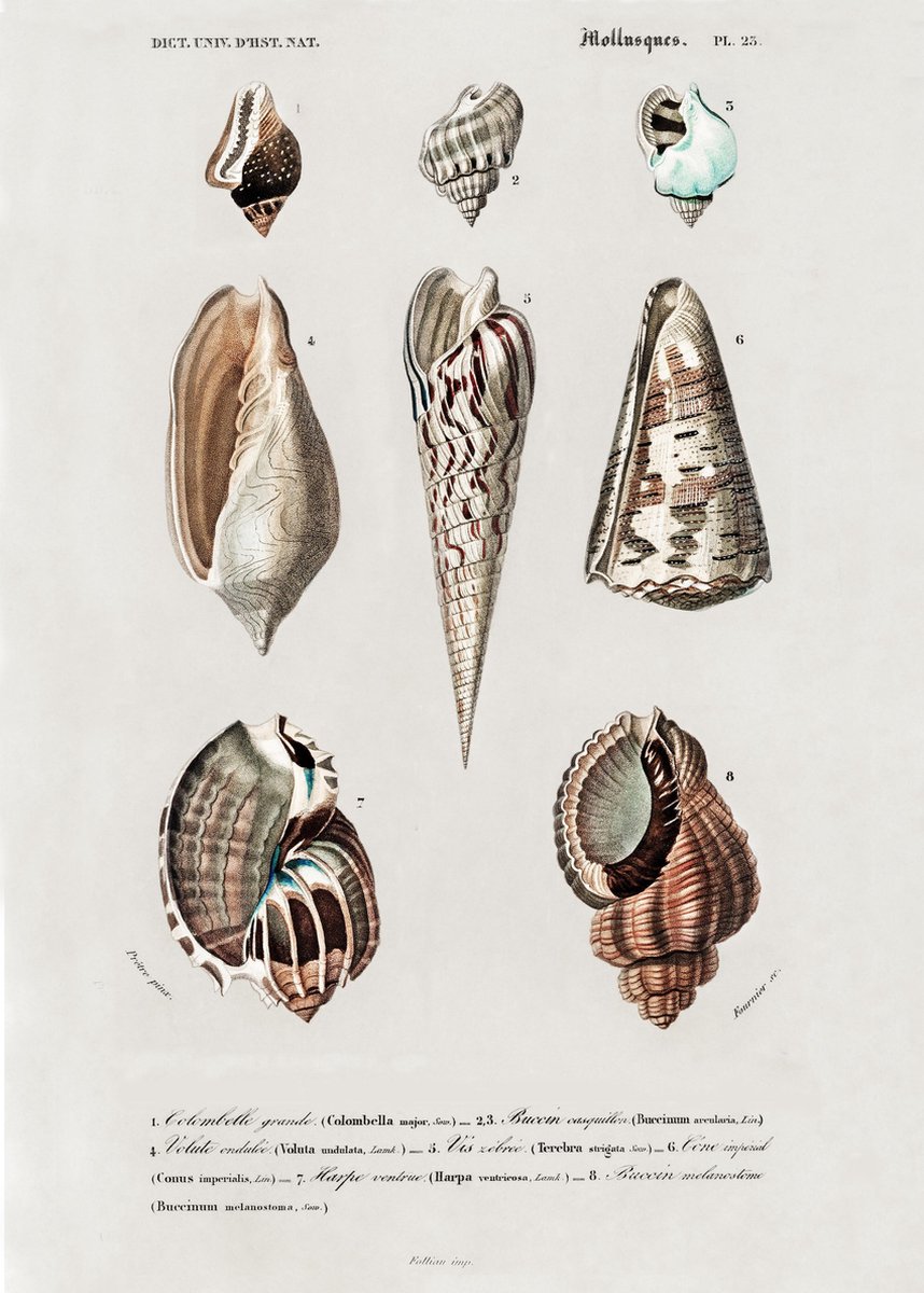 Fotowand Vintage Zeedieren - Kreeft & Schelpen - Poster Set van 3 - 70x50 cm - Botanisch - Art Prints - Natuur Schoolplaat — cadeau in Wonen & Interieur - foto 3