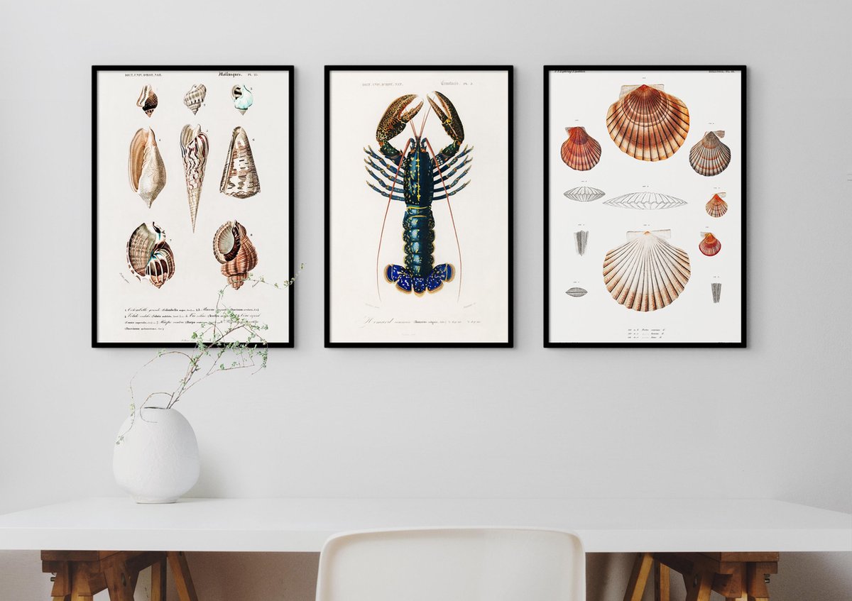 Esque Fotowand Vintage Zeedieren - Kreeft & Schelpen - Poster Set van 3 - 70x50 cm - Botanisch - Art Prints - Natuur Schoolplaat Multicolor