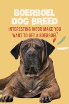 Boerboel Dog Breed: Interesting Infor Make You Want to Get a Boerboel