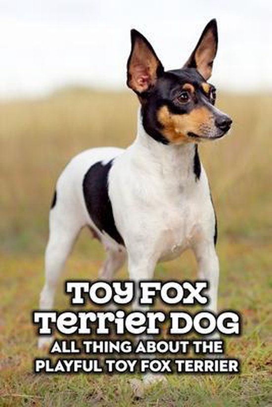 Toy Fox Terrier Dog: All Thing about The Playful Toy Fox Terrier