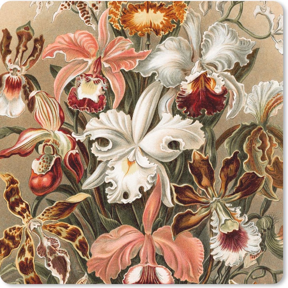 Muismat 30x30 cm - Mousepad Orchidee - Ernst Haeckel - Muismatten