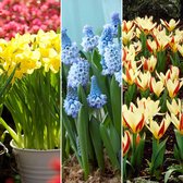 88x Bloembollenpakket - 'Februari tot April 60 dagen bloemen' - Oranje - 88 bollen