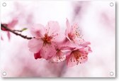 Roze Bloesem - Tuinposter 90x60 - Wanddecoratie - Minimalist - Natuur - Bloemen