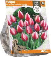 Plantenwinkel Tulipa Darwin Hybrid Russian Princess tulpen bloembollen per 5 stuks