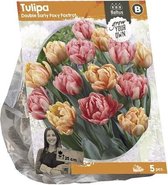 Plantenwinkel Tulipa Double Early Foxy Foxtrot tulpen bloembollen per 5 stuks