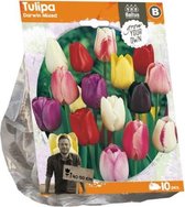 Plantenwinkel Tulipa Darwin Mixed tulpen bloembollen per 10 stuks