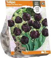 Plantenwinkel Tulipa Double Late Black Hero tulpen bloembollen per 5 stuks