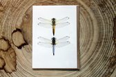 Liljebergs - Dubbele Kaart - Libelles - Met enveloppe