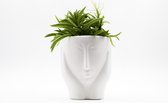 Ikhebeencactus | Aloë haworthia Gasteria mix | Medium | Vetplanten mix | Set van 3 planten | 8,5 cm pot | Makkelijke kamerplanten