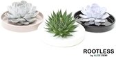 ROOTLESS 2x Echeveria 1x Aloe– vetplant - zwart/ taupe / wit pot 20 cm - ZERO water