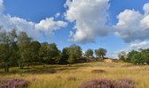 Fotobehang heide op de Veluwe 450 x 260 cm - € 295,--