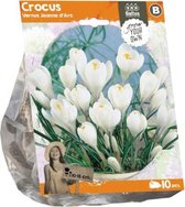 Plantenwinkel Crocus Vernus Jeanne d'Arc bloembollen per 10 stuks