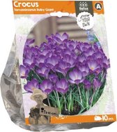 Plantenwinkel Crocus Tomassinianus Ruby Giant bloembollen per 10 stuks