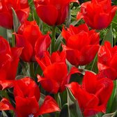 Tulipa Rob Verlinden 12/+ - 15 stuks  - greigiitulp