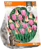 Plantenwinkel Tulipa Pastel Blend tulpen bloembollen per 5 stuks