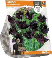 Plantenwinkel Tulipa Parrot Black Parrot tulpen bloembollen per 5 stuks