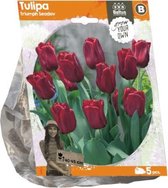 Plantenwinkel Tulipa Triumph Seadov tulpen bloembollen per 5 stuks