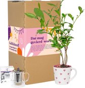 Leukdankje.nl Gefeliciteerd Giftset Theeplant Theepot DIY