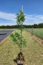 Jonge Woestijnwilg boom | Chitalpa tashkentensis ‘Summer Bells’ | 40-60cm hoogte