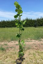 Jonge Zuilvormige Tulpenboom | Liriodendron tulipifera 'Fastigiatum' | 150-200cm hoogte