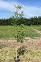 Jonge Honingboom | Styphnolobium japonicum 'Regent' | 100-150cm hoogte