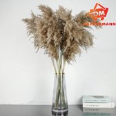 Dappermann | Pampas pluimen | 20 stuks | Naturel look | Pampasgras | Droogbloemen | 100 cm| Boeket decoratie pluimen | Luxury Living | Rietpluimen