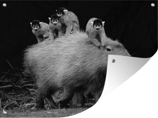 Décoration Murale Extérieur Un Capybara Avec Des Singes En Soi Noir Et Blanc 