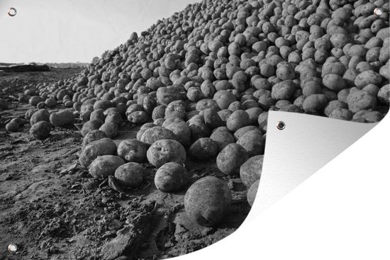 Een goede oogst van aardappelen in Zweden - zwart wit