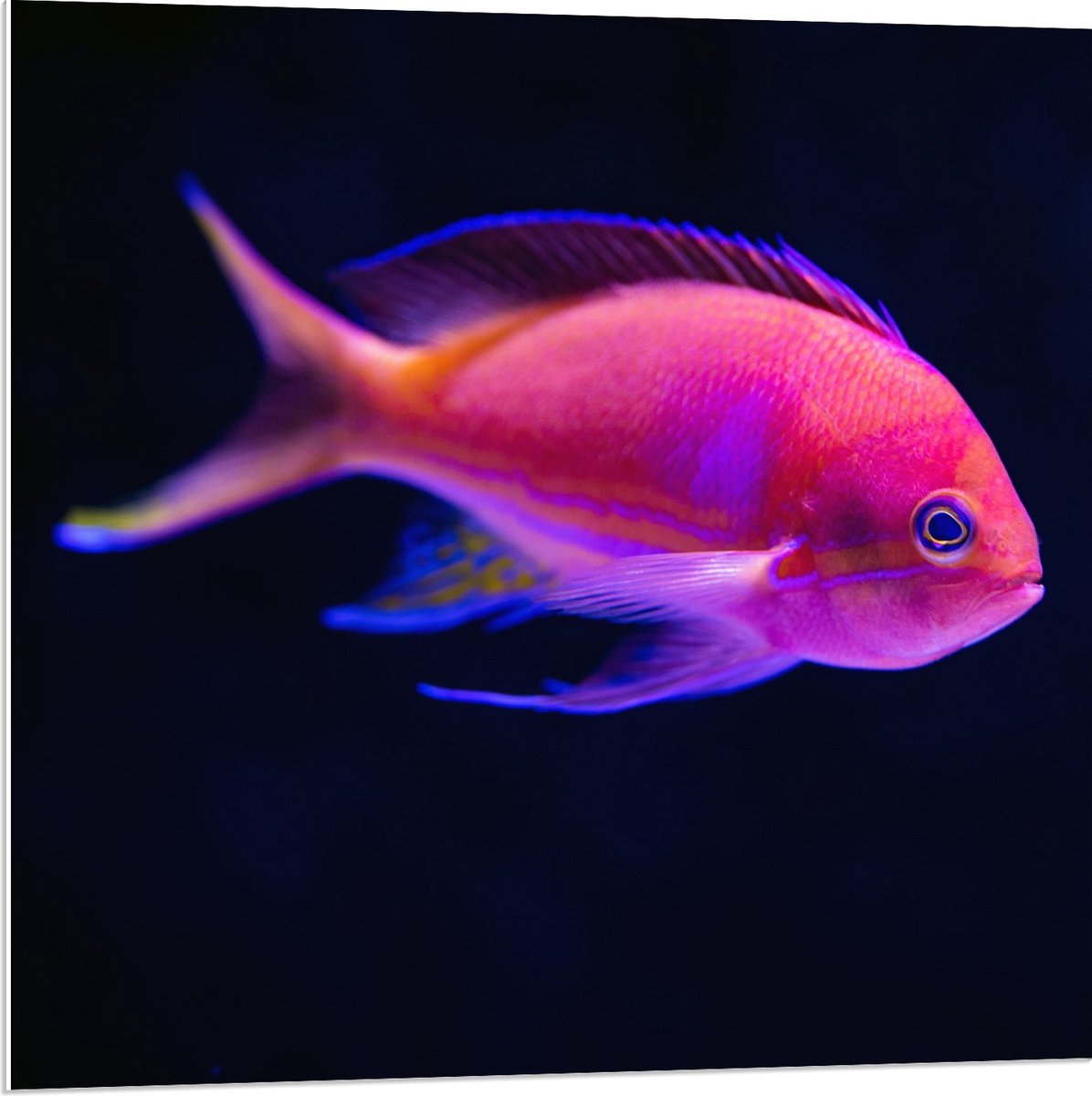 KuijsFotoprint Forex - Roze Visje in de Zee - 80x80cm Foto op Forex Blauw
