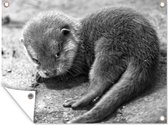 Tuinposter - Tuindoek - Tuinposters buiten - Een baby otter kijkt schuchter richting de camera - zwart wit - 120x90 cm - Tuin