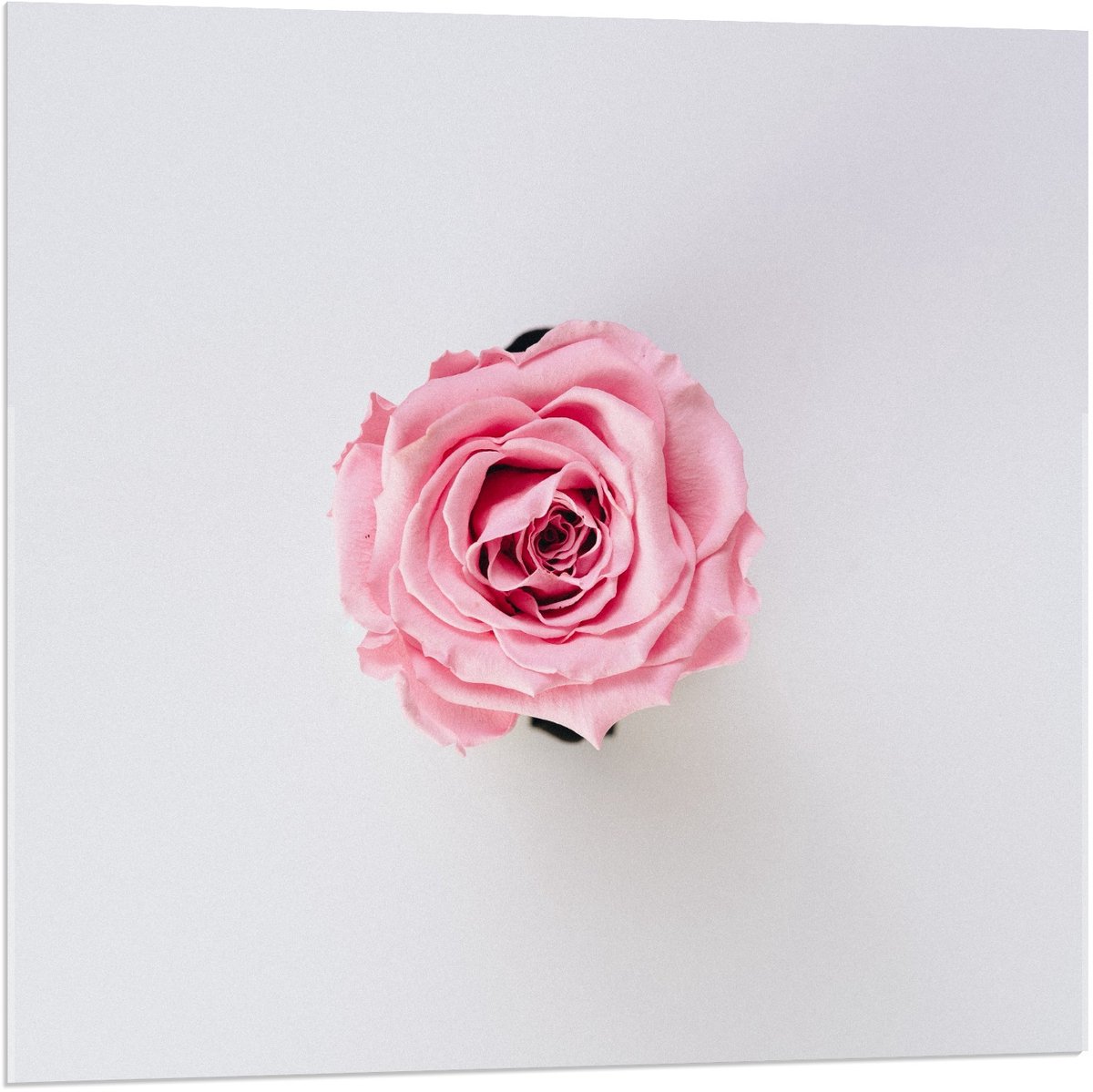 KuijsFotoprint Acrylglas - Roze Roos op Witte Achtergrond - 80x80cm Foto op Acrylglas (Wanddecoratie op Acrylglas)