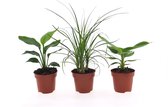 Mama's Planten - Combinatie Bananenplant, Beaucarnea En Strelitzia - Vers Van De Kweker - ↨ 35cm - ⌀ 12cm