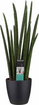 FloriaFor - Sansevieria Cylindrica Rocket Met Elho Brussels Black - - ↨ 60cm - ⌀ 17cm