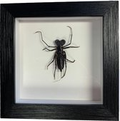 Apeirom Opgezette Giganteus Whip Scorpian - decoratief - in 3D lijst - 16 cm x 16 cm - zwarte lijst