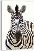 Schilderij - Vooraanzicht Zebra, Grijs wit , 3 maten , Premium print