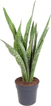 Kamerplant van Botanicly – Vrouwentongen – Hoogte: 100 cm – Sansevieria trifasciata Futura Superba