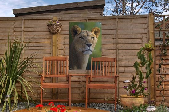 Poster Jardin jeune lionne 40x60 cm - petit - Toile de jardin / Toile d'extérieur / Peintures d'extérieur (décoration de jardin)