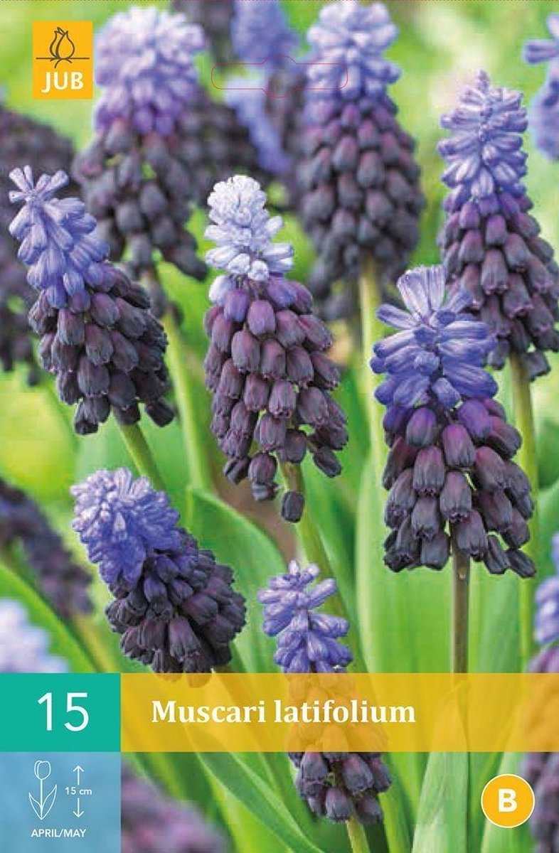 X 15 Muscari latifolium