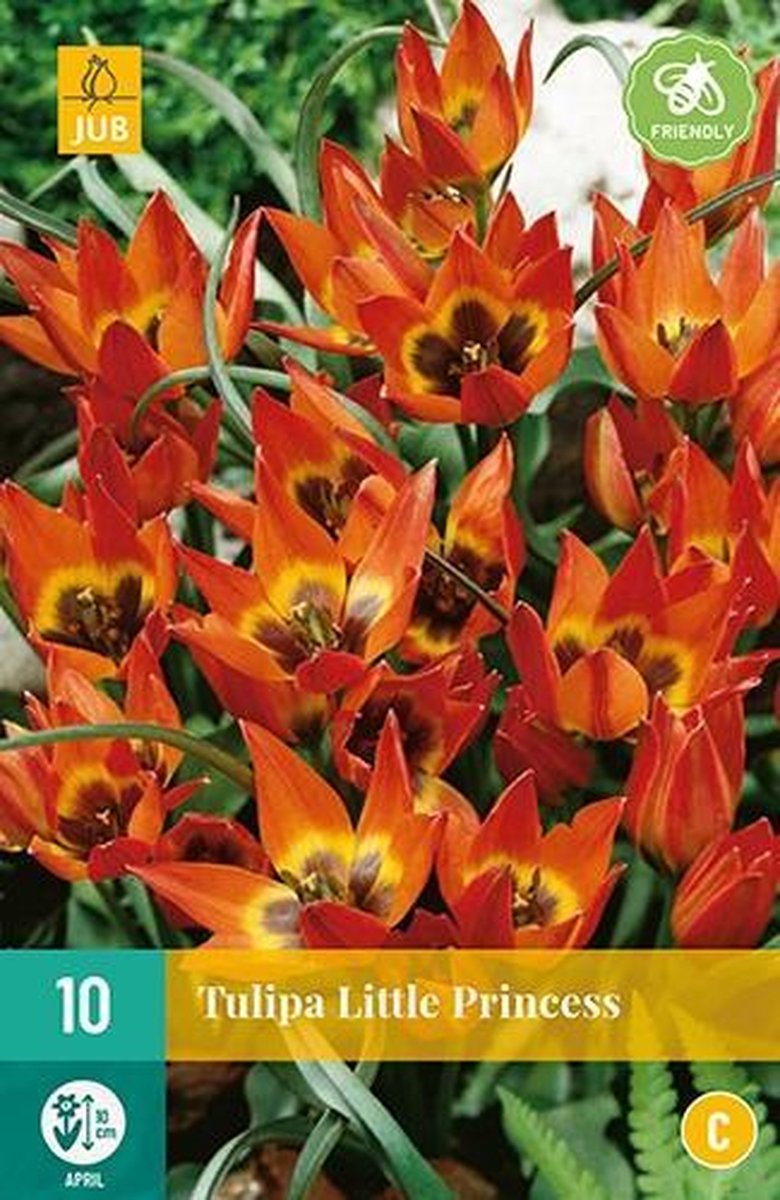 X 10 Tulipa Little Princess