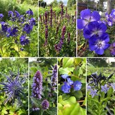 XL Borderpakket vaste planten: 'Blue paradise' - 18 stuks - 3m2 - Zon - P9 Pot (9 x 9cm) - Dima Vaste Planten