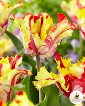 Ilovetulipa - Ilovedahlia Tulips Flaming Parrot 12/+ (x7)