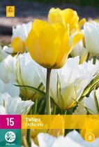 Jub Holland - bloembollen - Tulpen Delicate - maat 11/12 - 15 stuks