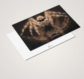 Cadeautip! Luxe Spinnen Ansichtkaarten set 10x15 cm | 24 stuks