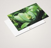 Cadeautip! Luxe Slangen Ansichtkaarten set 10x15 cm | 24 stuks
