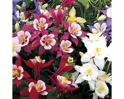 6x Aquilegia Dragonfly Hybrids - Akelei - Pot 9x9 cm