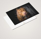 Cadeautip! Luxe Pitbull Ansichtkaarten set 10x15 cm | 24 stuks