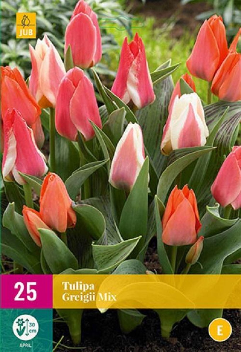 Jub Holland - bloembollen - Tulpen Greigii Mix - maat 11/12 - 25 stuks